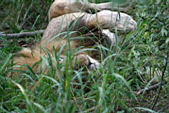 lions gomo gomo IMG_5076.JPG